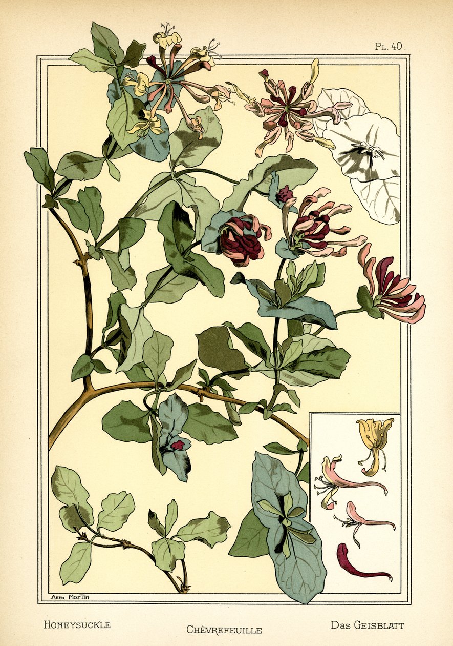 Das Geißblatt von Anna Martin