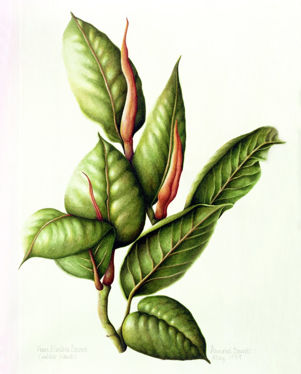 Gummibaum, 1999 von Annabel Barrett