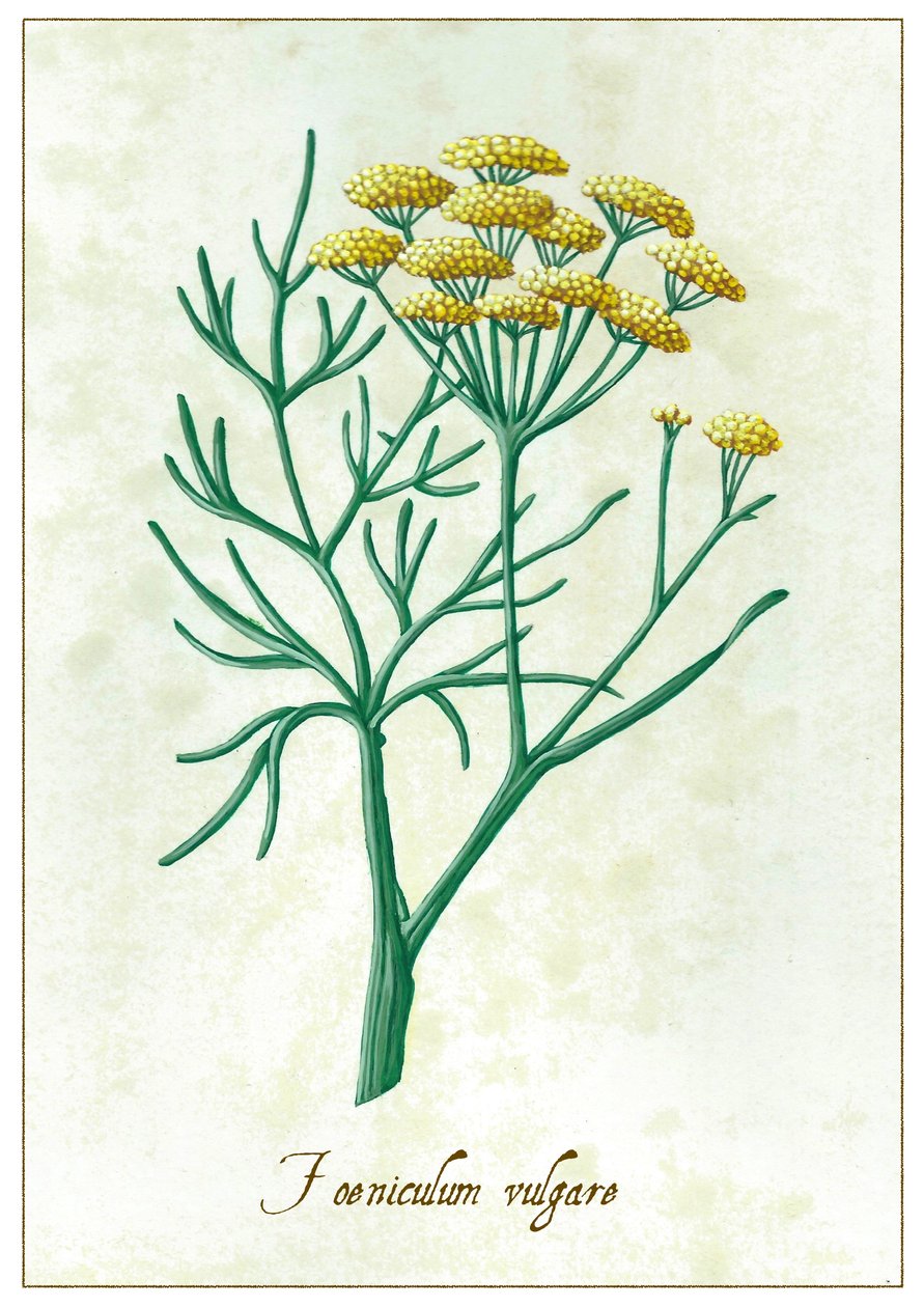 Foeniculum vulgare (2015) von Annalisa Morrocco