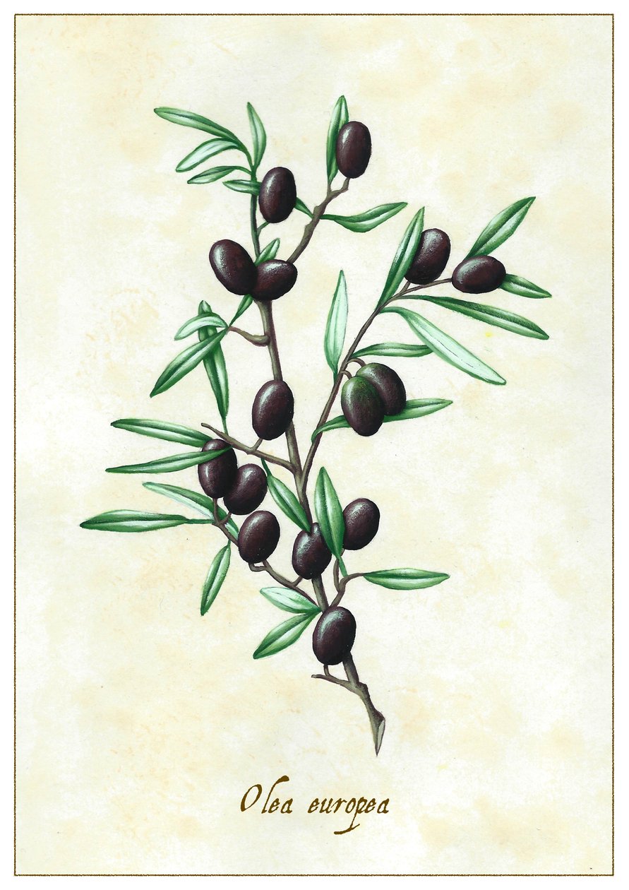 Olea europea (2015) von Annalisa Morrocco