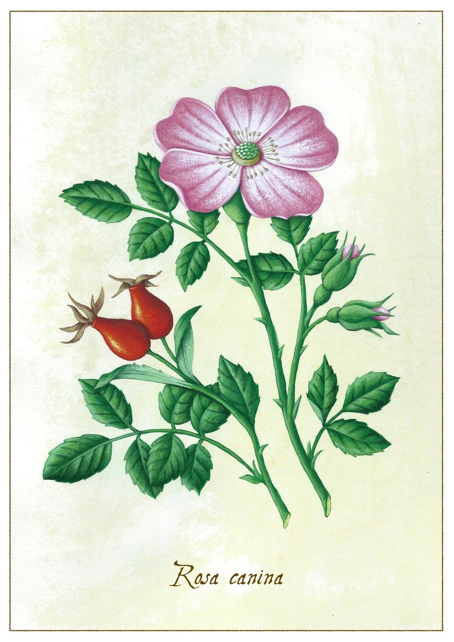 Hundsrose von Annalisa Morrocco