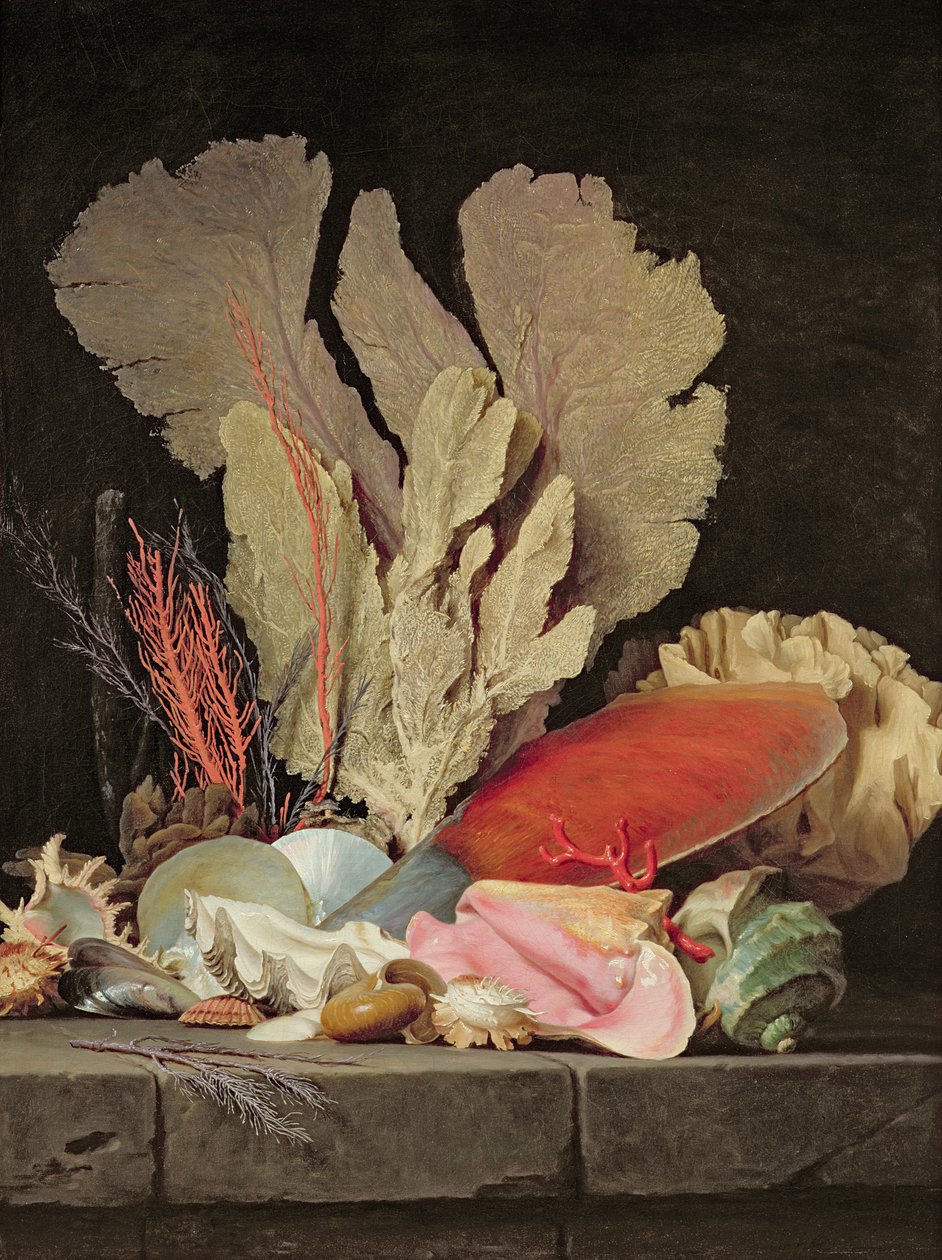 Seetang, Lithophyten und Muscheln von Anne Vallayer Coster