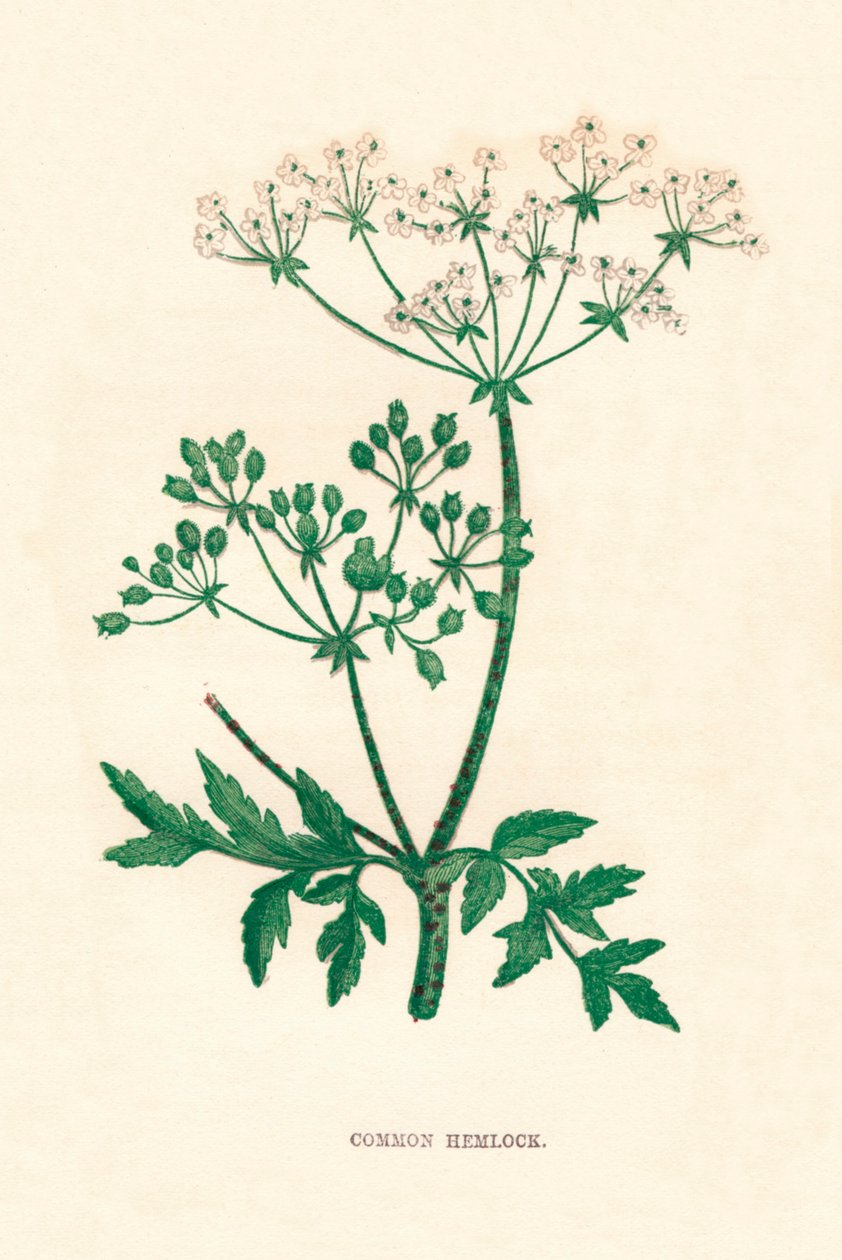Gefleckter Schierling, um 1891 von Anne Pratt