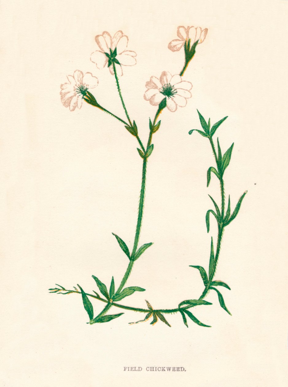 Feld-Hornkraut, ca. 1891, 1891 von Anne Pratt