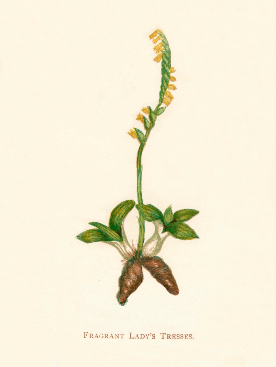 Duftende Damenhaare, ca. 1891 von Anne Pratt