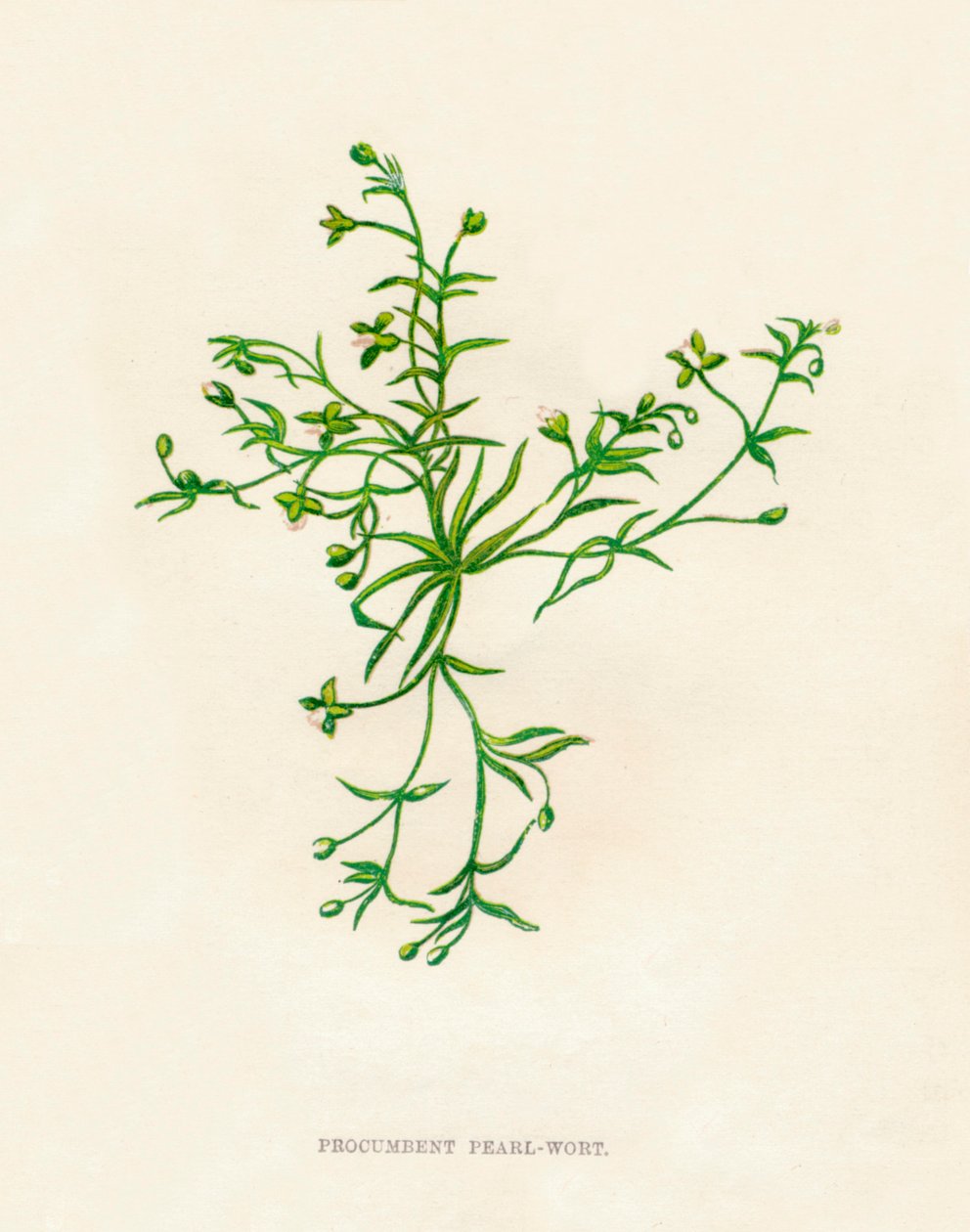 Niederliegendes Perlkraut, um 1891 von Anne Pratt