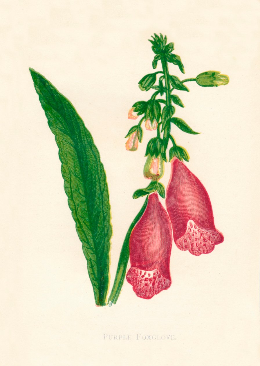 Purpur-Fingerhut, um 1891 von Anne Pratt