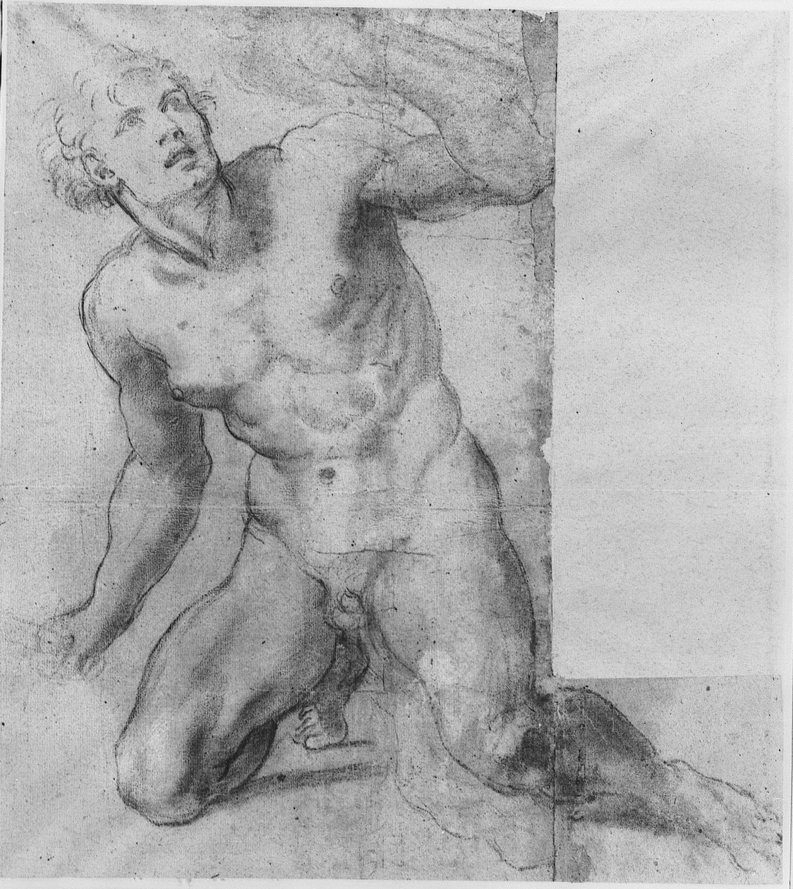 Studie für Phineas - Farnese Galerie von Annibale Carracci