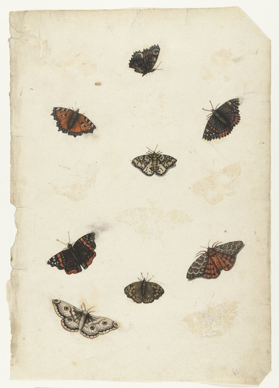 Acht Schmetterlinge (Lombard Album) von Anonymous