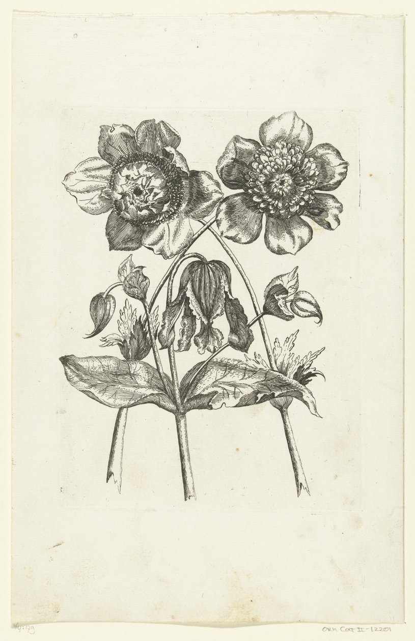 Drei Blumen von Anonymous
