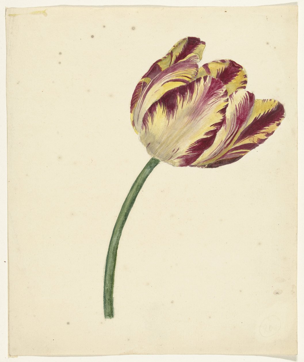 Gelb-rote Tulpe von Anonymous