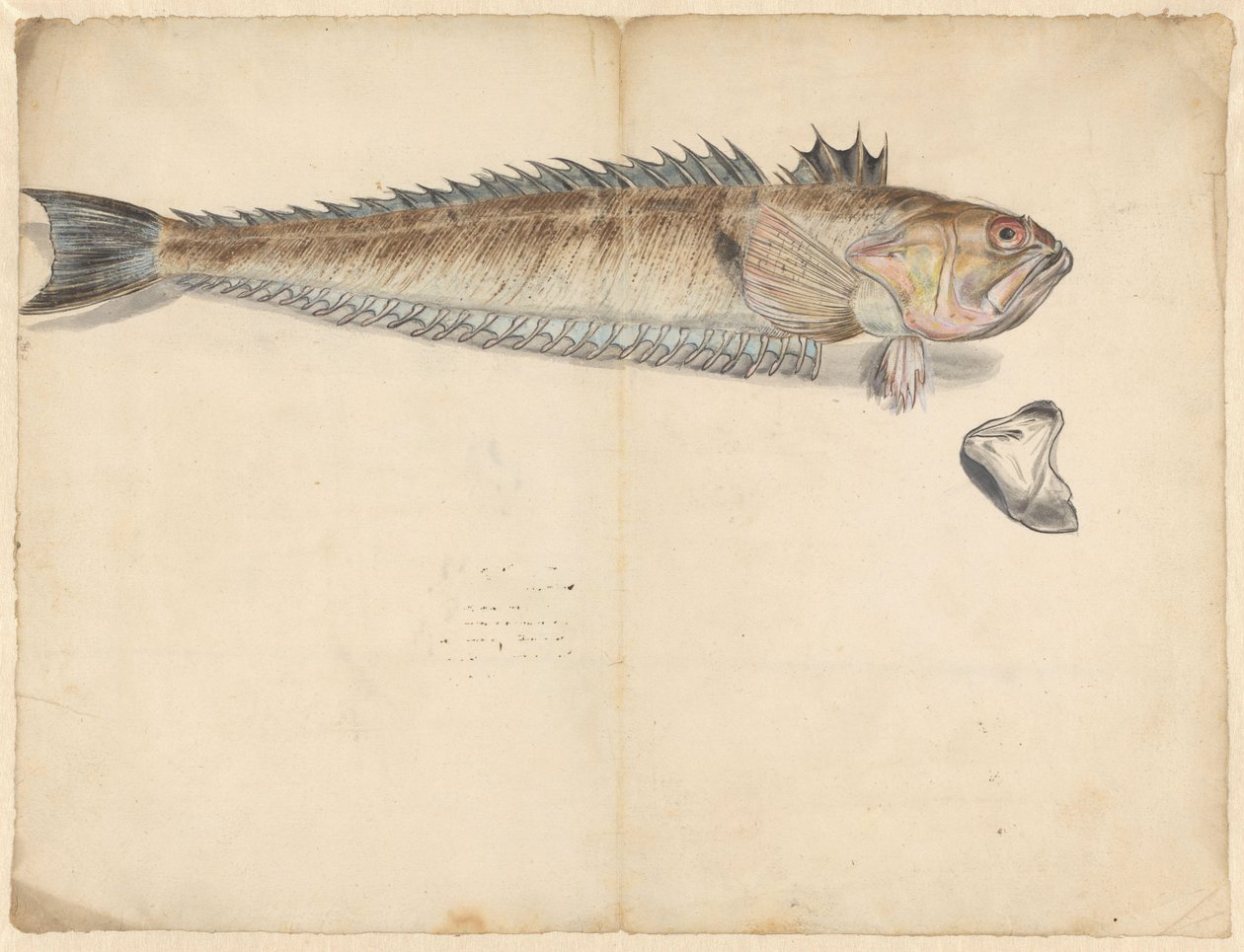 Großer Petermännchen (Trachinus Draco) von Anonymous