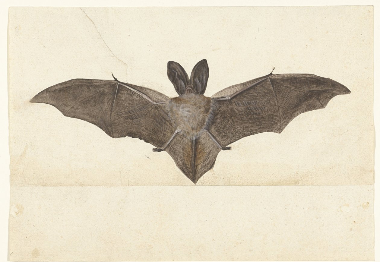 Großohrfledermaus, Lombard-Album (Serientitel) von Anonymous