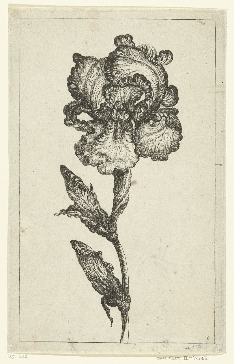 Iris von Anonymous