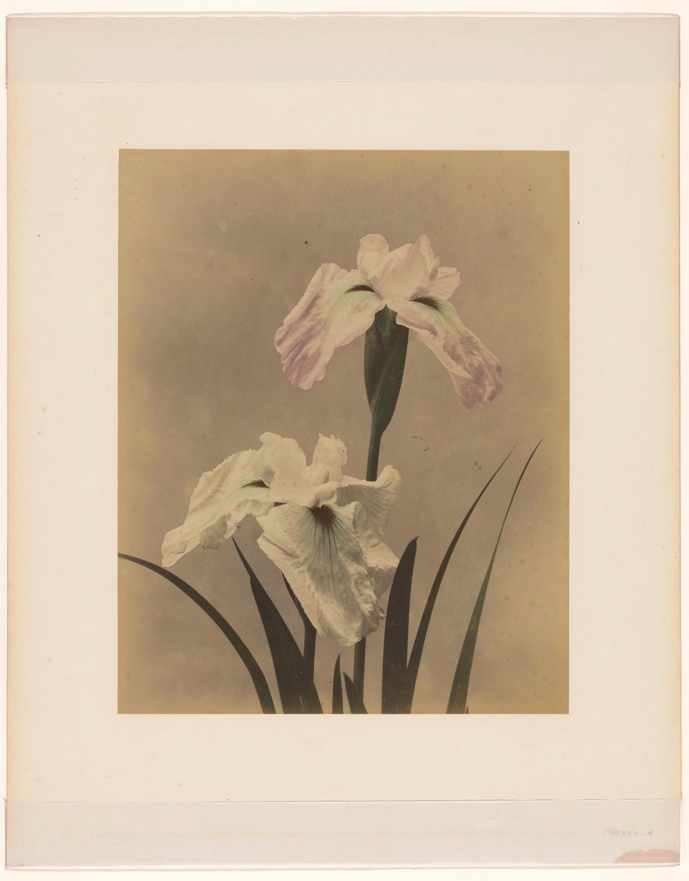 Iris von Anonymous