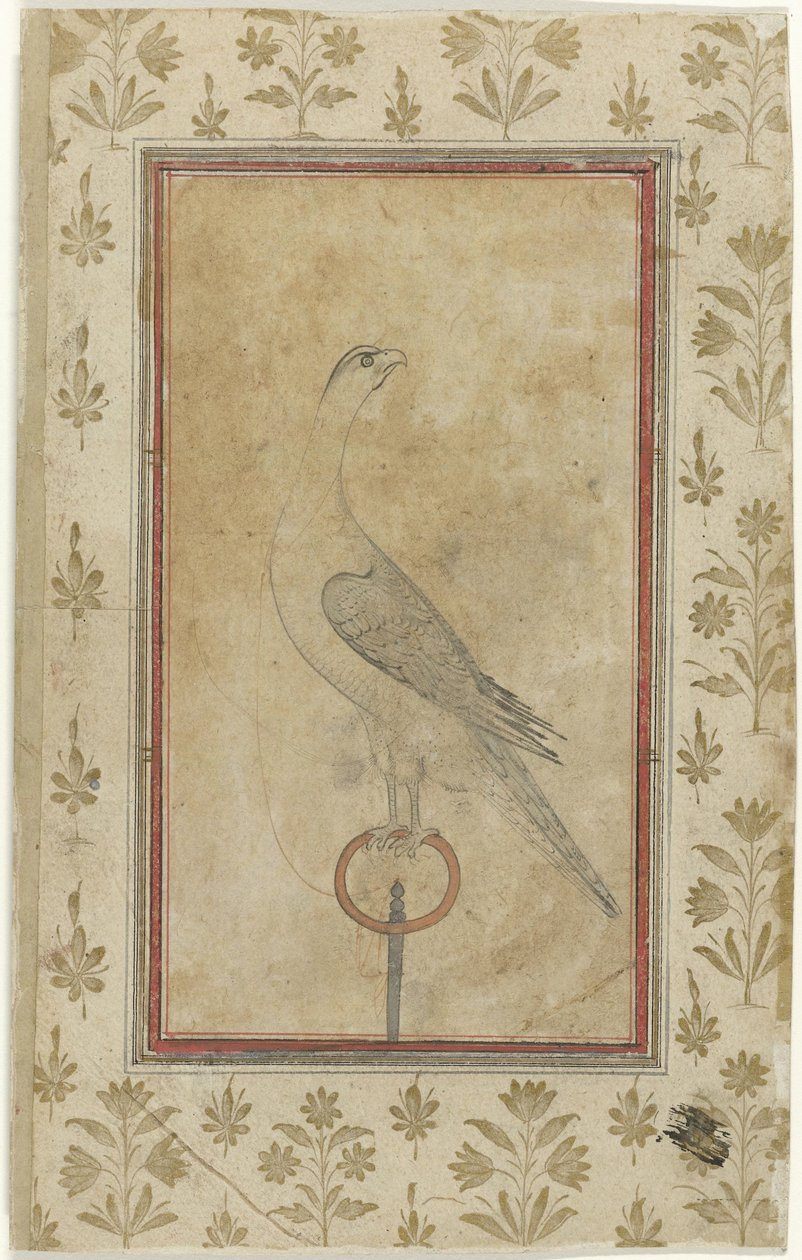 Jagdfalke von Anonymous