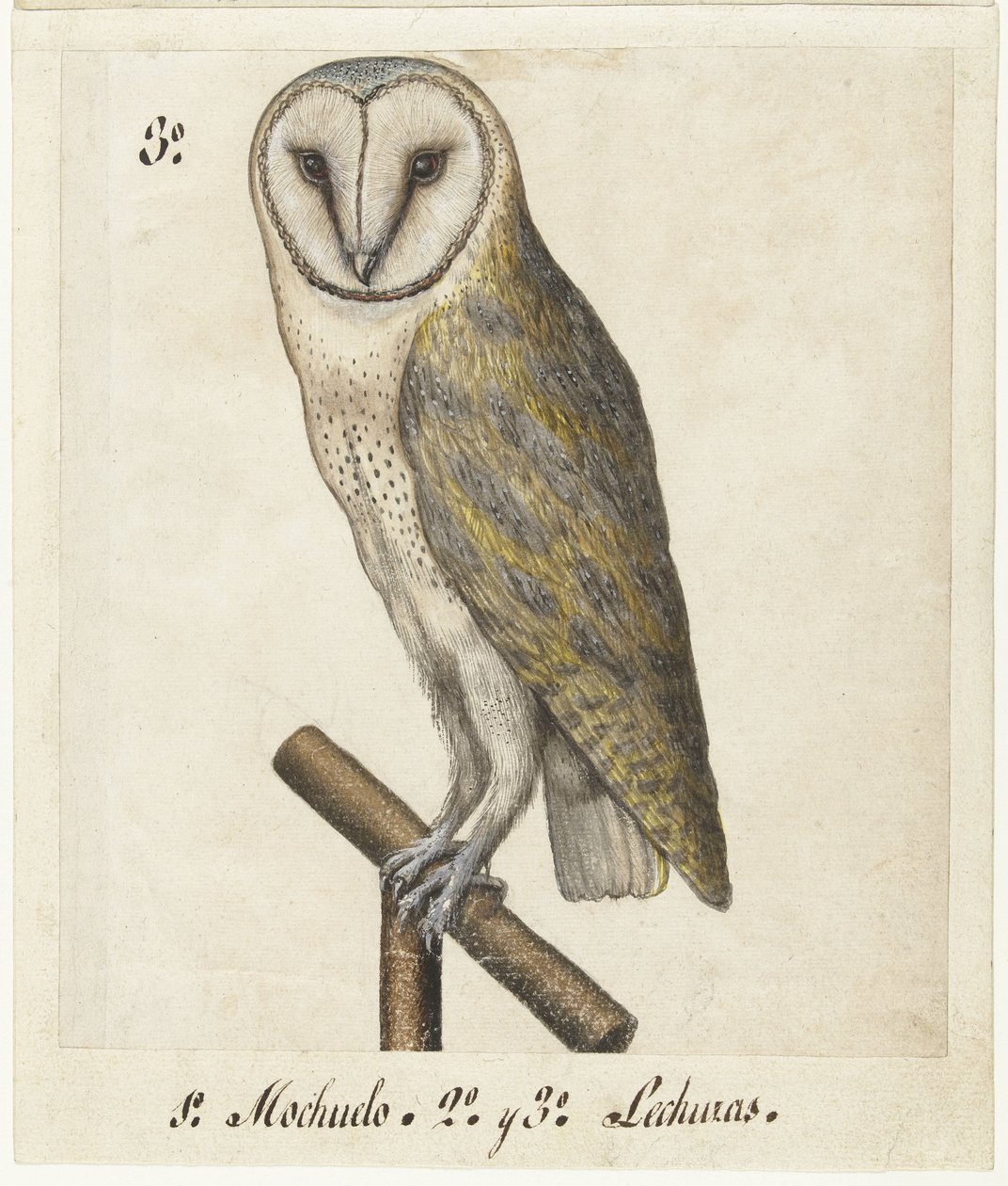 Schleiereule (Lombard Album) von Anonymous