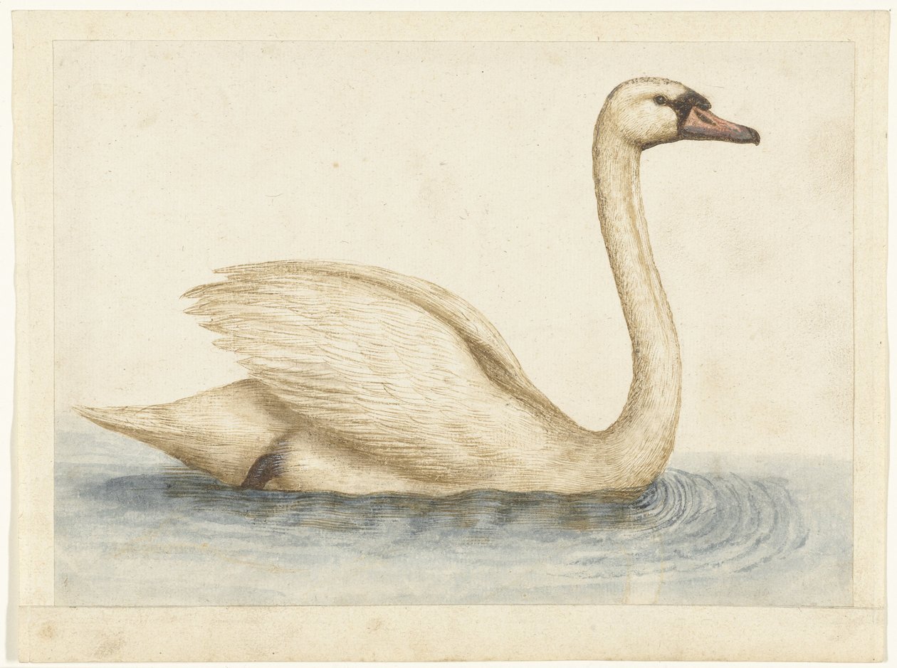 Höckerschwan von Anonymous
