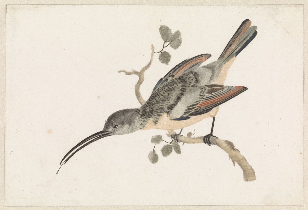 Kolibri auf einem Ast nach links von Anonymous
