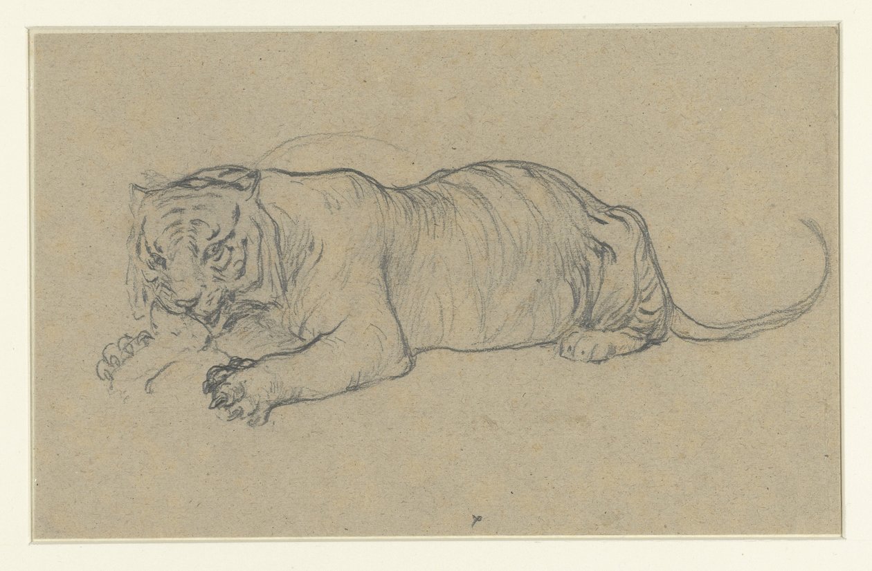 Liegender Tiger, der ein Stück Fleisch zerreißt von Anonymous