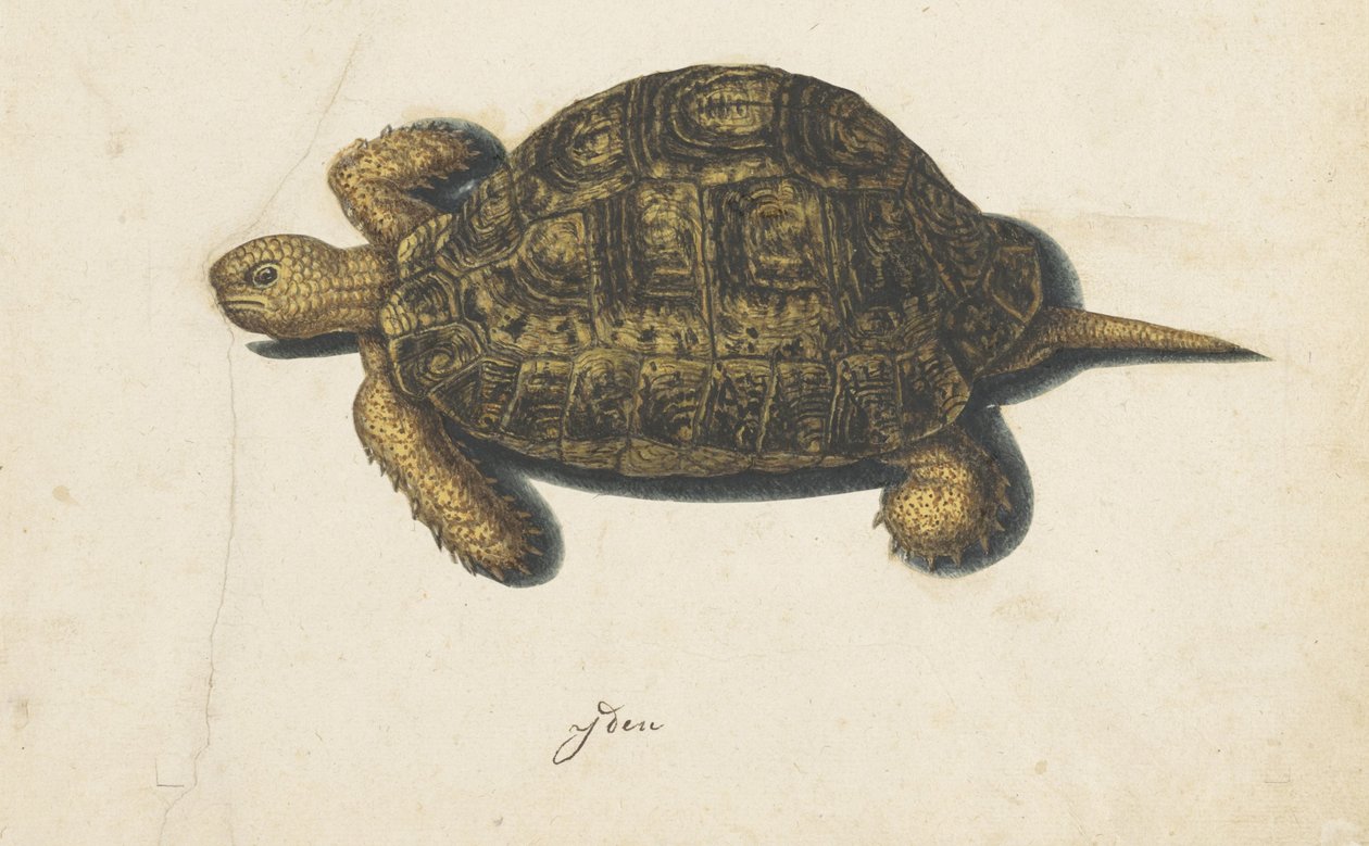Sumpfschildkröte (Lombard Album) von Anonymous