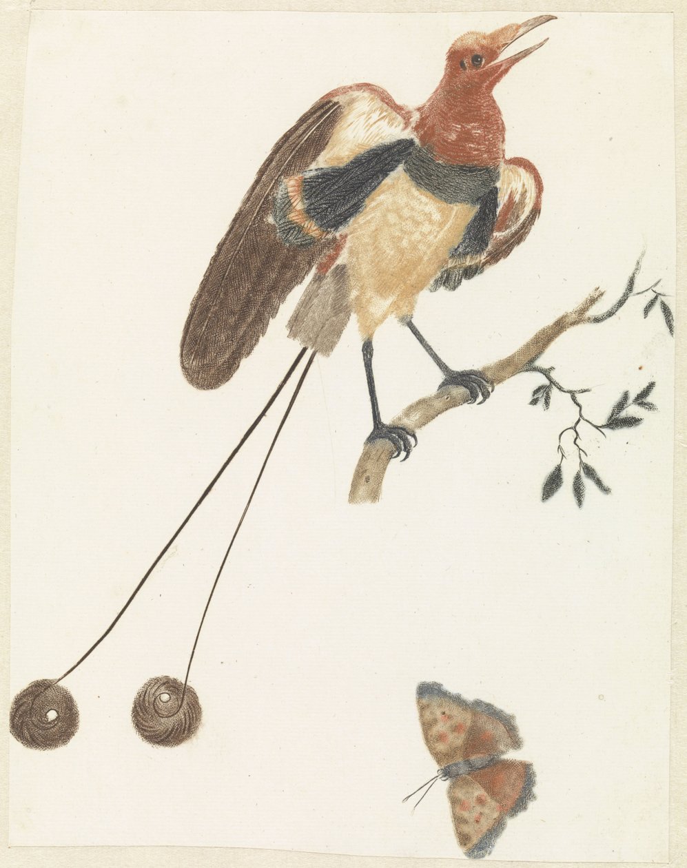 Paradiesvogel und Schmetterling von Anonymous