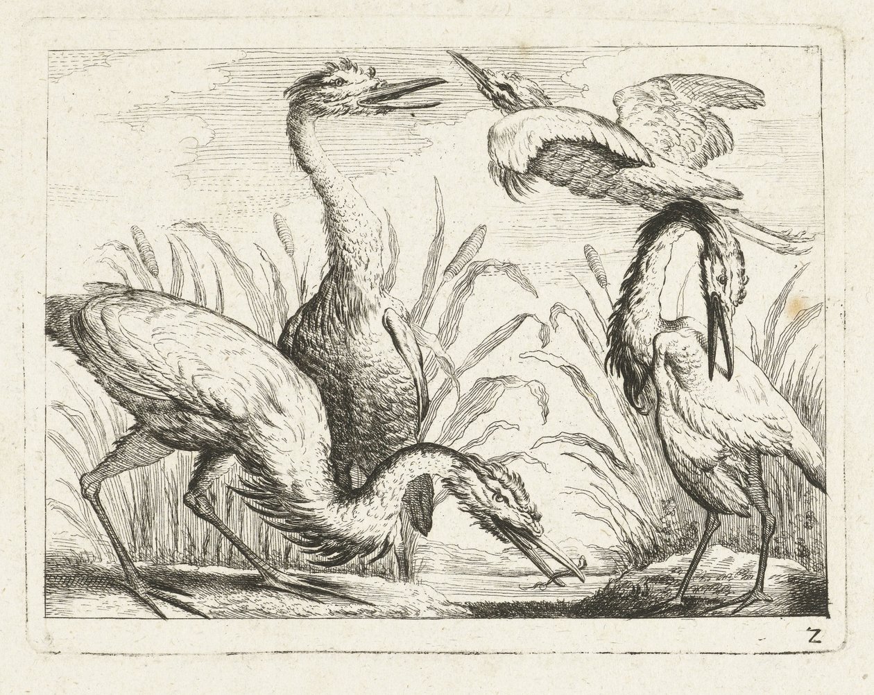 Reiher bei einem Teich (Serientitel: Einheimische Vögel) von Anonymous
