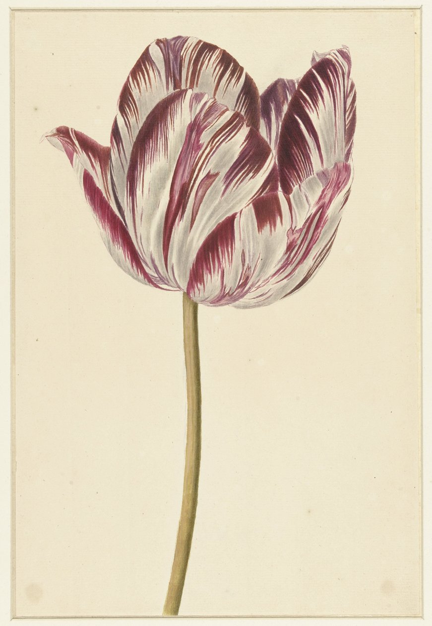 Rot-weiße Tulpe von Anonymous
