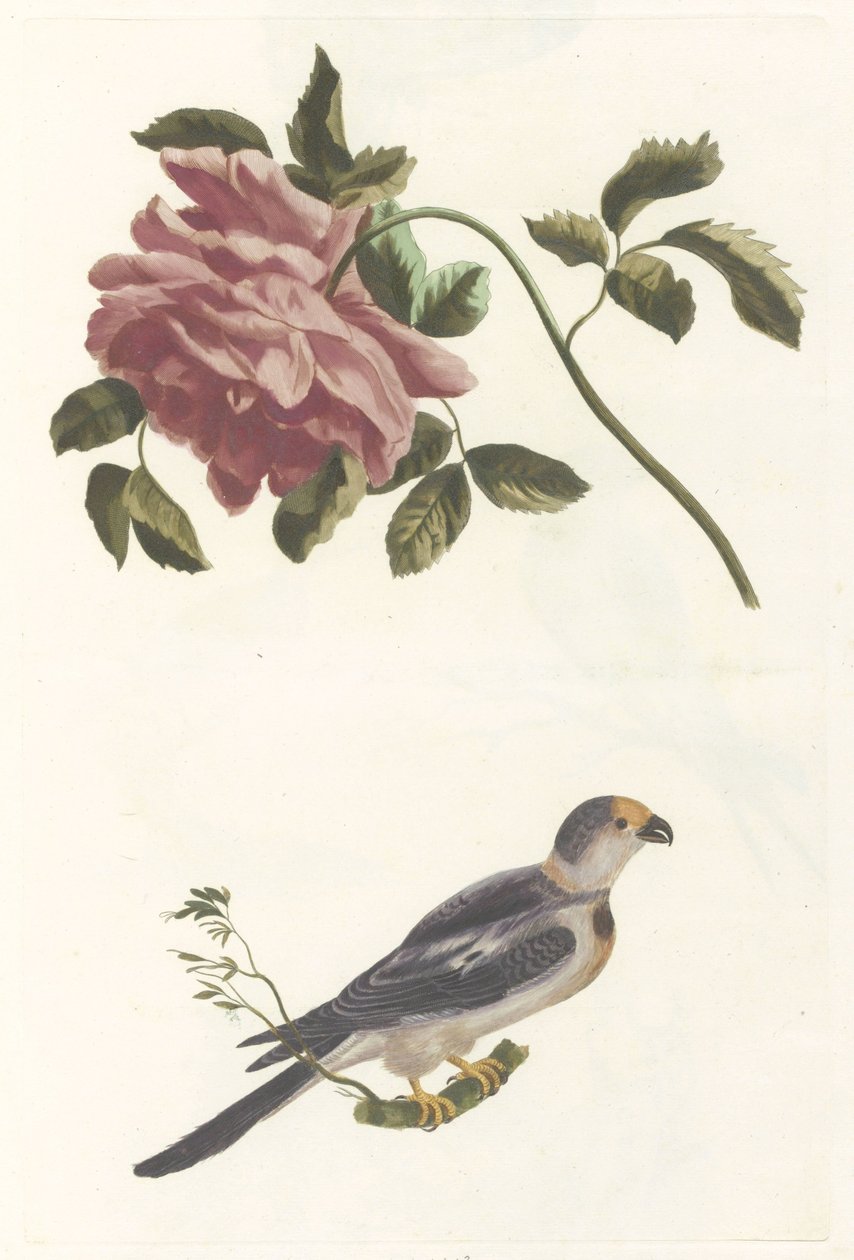 Rose und Sittich von Anonymous