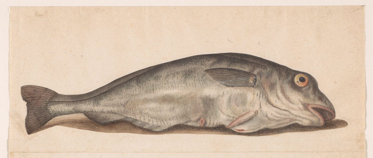 Schellfisch von Anonymous