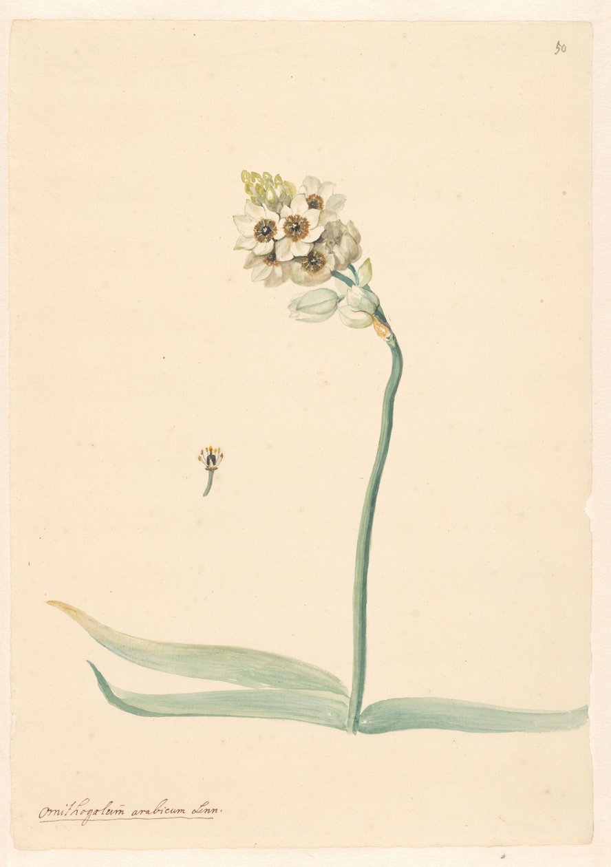 Zweig von Vogelmilch mit Detail des Stempels von Anonymous