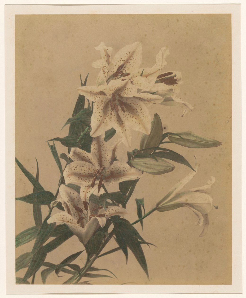 Tigerlilien von Anonymous