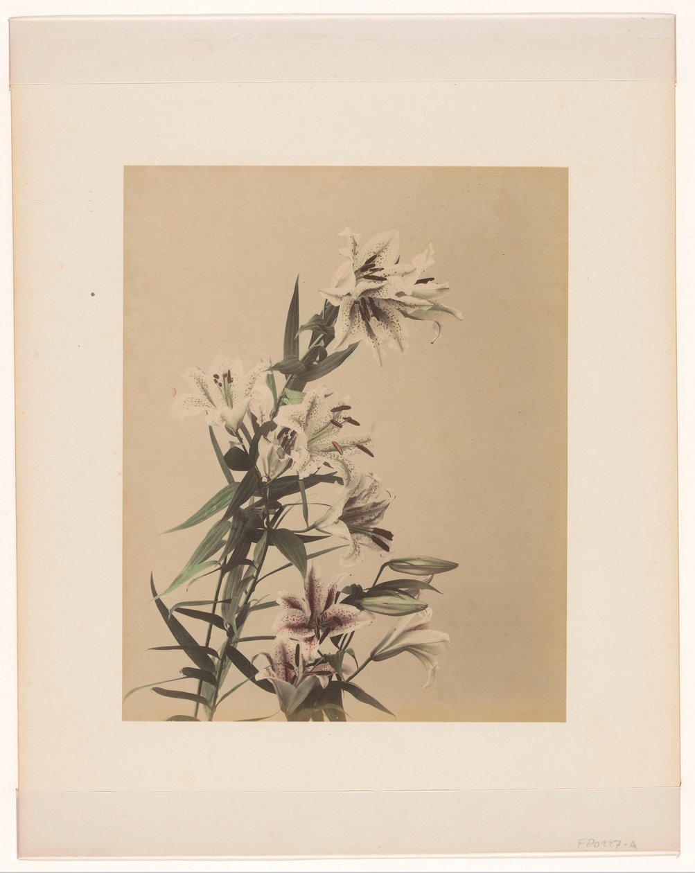 Tigerlilien von Anonymous