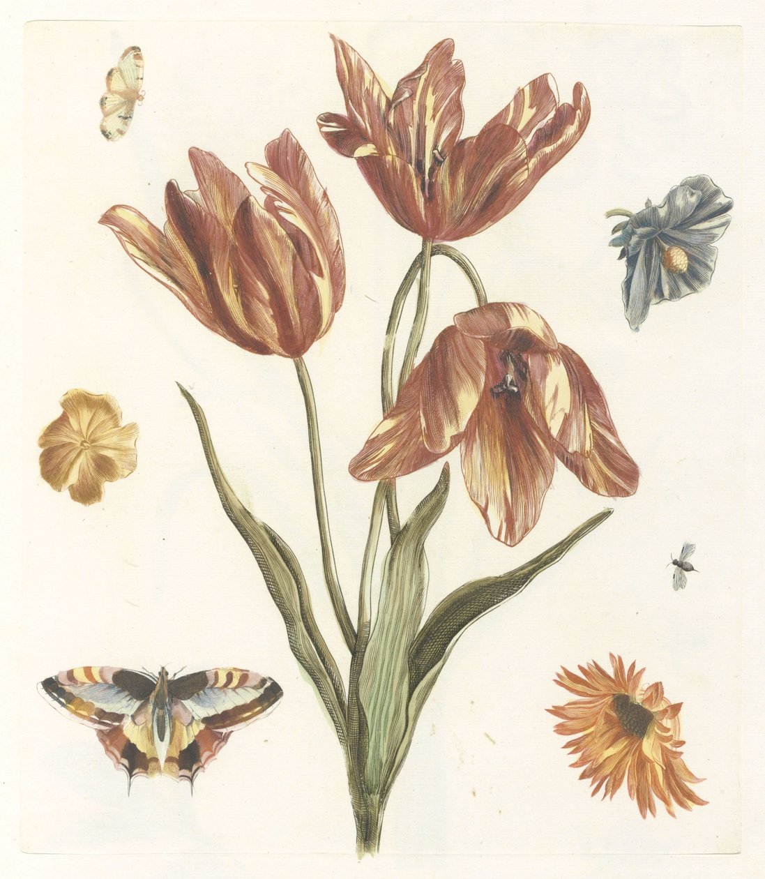 Tulpen, andere Blumen, Schmetterlinge und eine Fliege von Anonymous