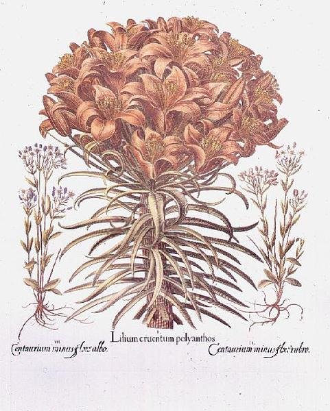 Lilie und Centaurea, Deutsch von Anonymous Anonymous