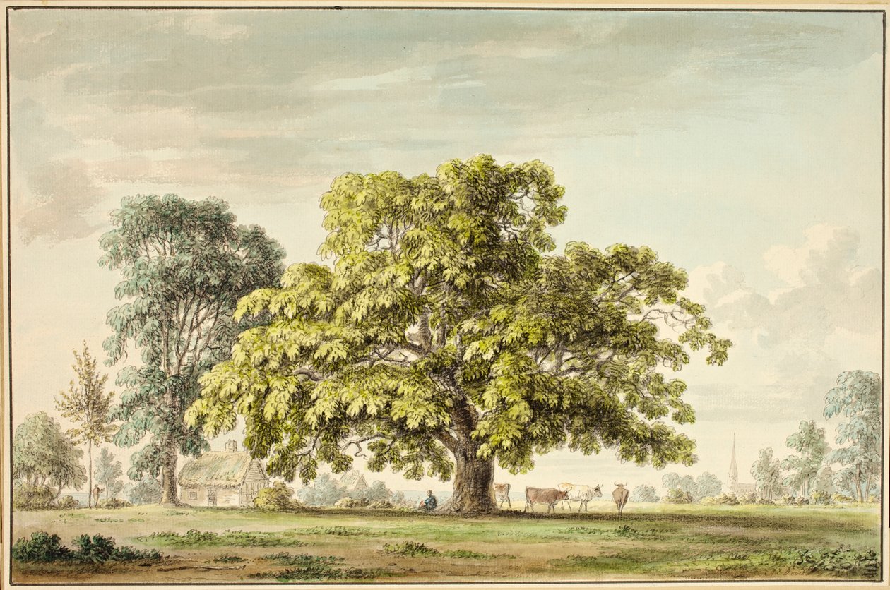Ein Walnussbaum in Denton, nahe Grantham von Anthony Devis