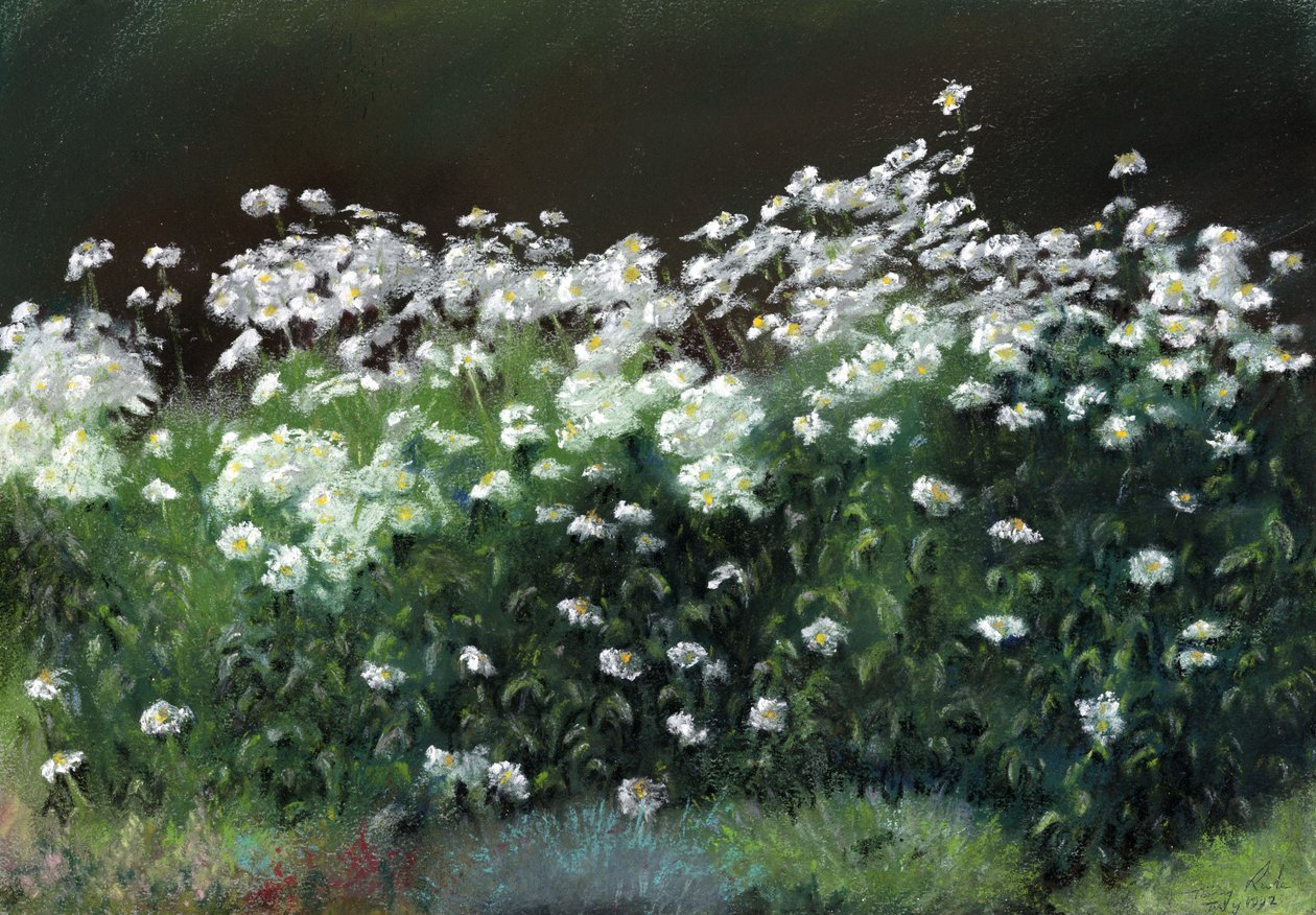 Shasta-Gänseblümchen von Anthony Rule