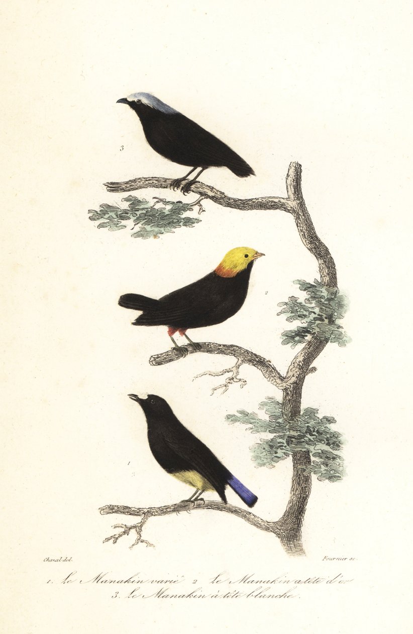 Manakin-Arten von Antoine (after) Chazal