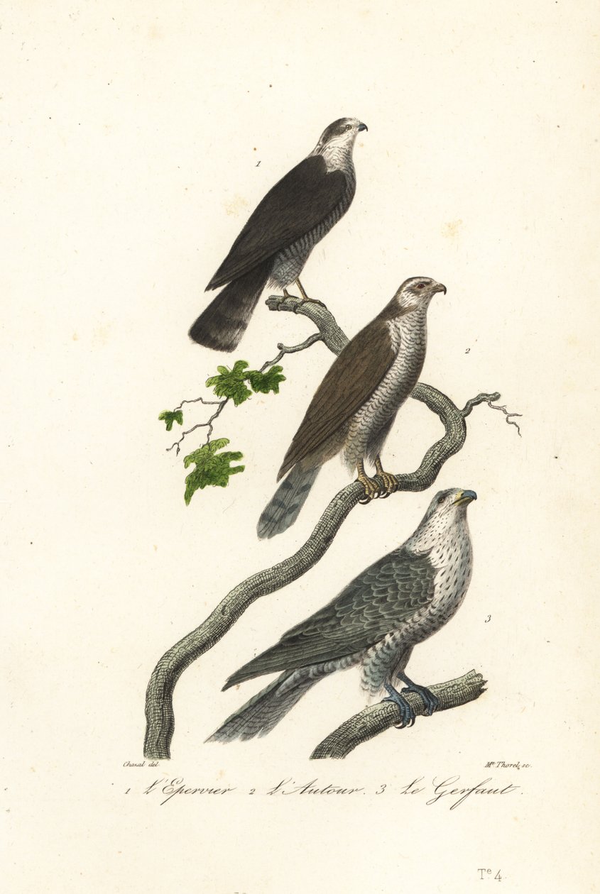 Sperber, Habicht und Gerfalke von Antoine (after) Chazal