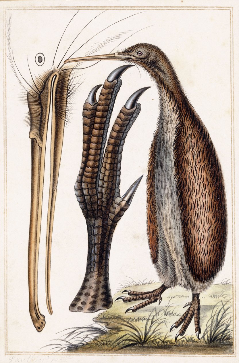 Kiwi von Antoine Charles Vauthier