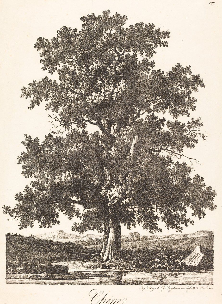 Eiche von Antoine Pierre Mongin