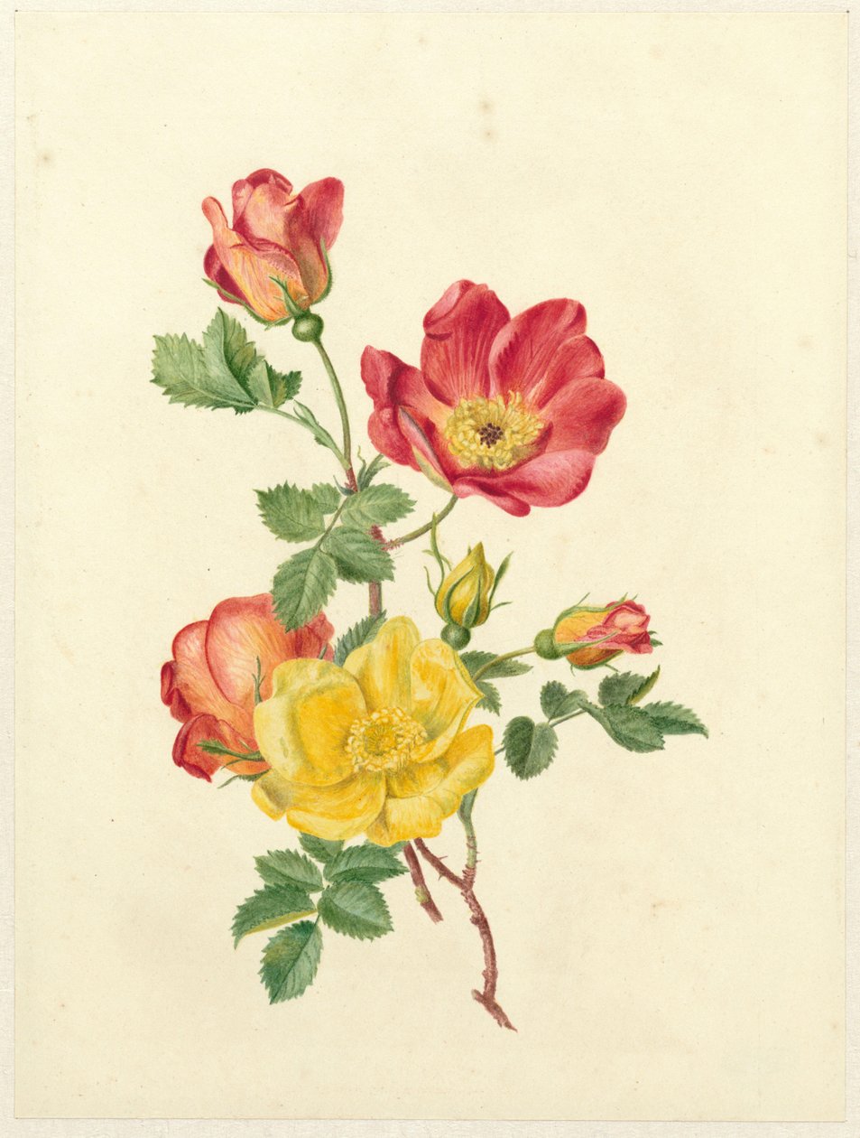 Zweig wilder Rosen von Antoinette Luden