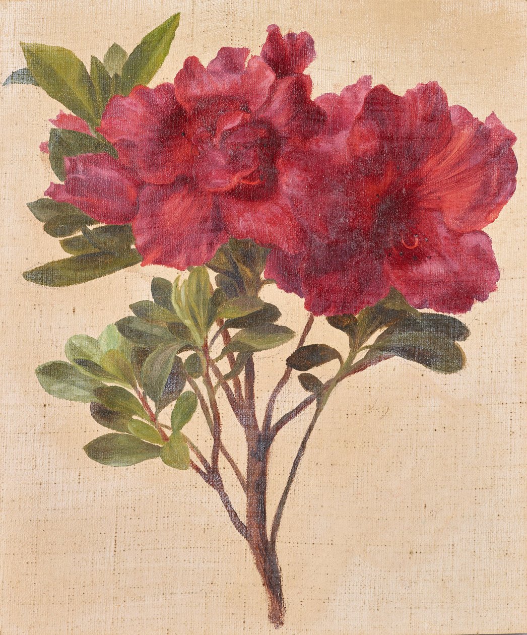 Rhododendron von Anton Hartinger