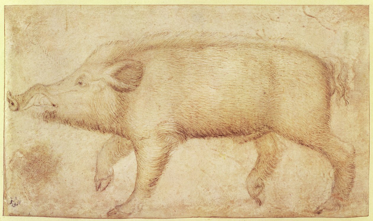 Ein Wildschwein von Antonio Pisanello