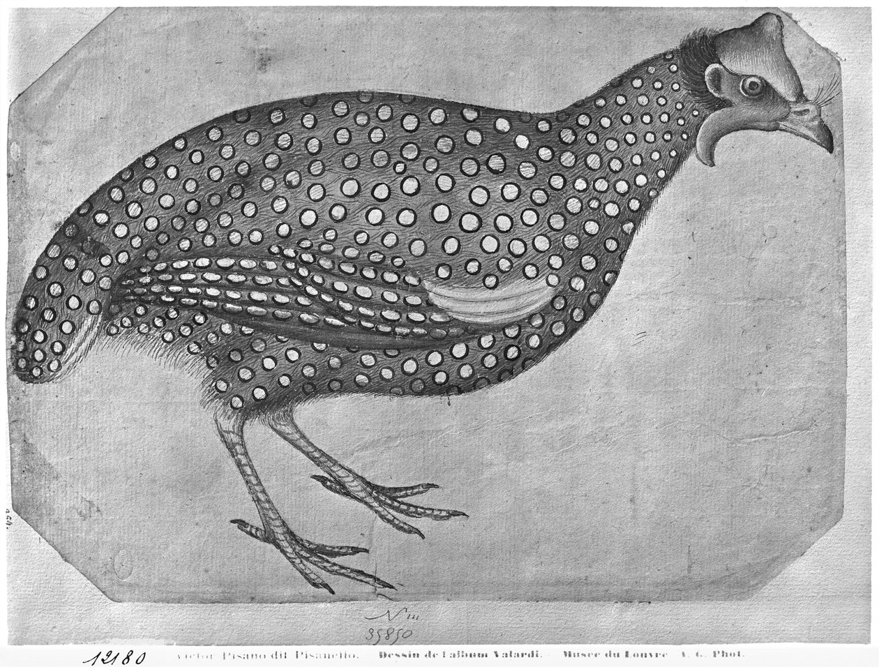 Perlhuhn, aus dem Vallardi-Album von Antonio Pisanello