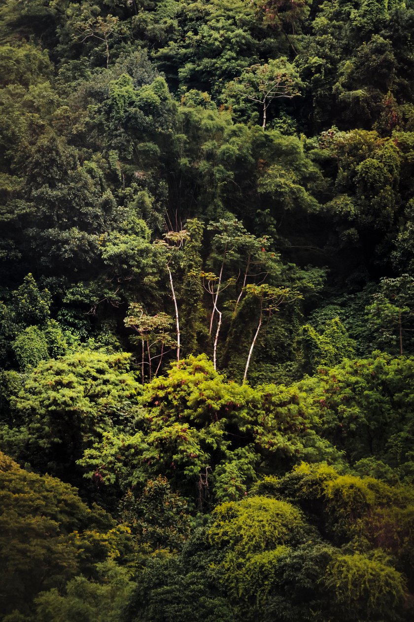 Regenwald IX, 2018 von Antonio Schubert