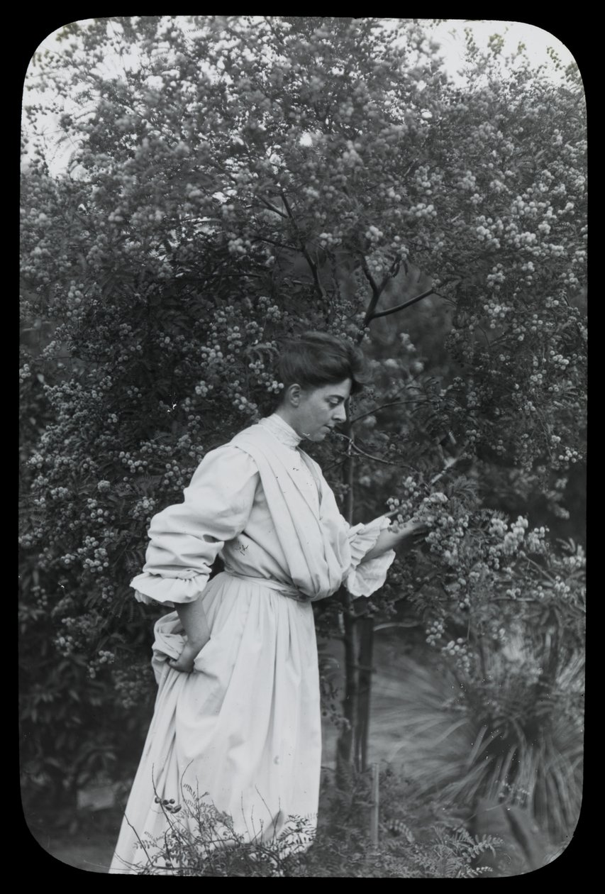 Amy Campbell mit Akazie von Archibald James Campbell