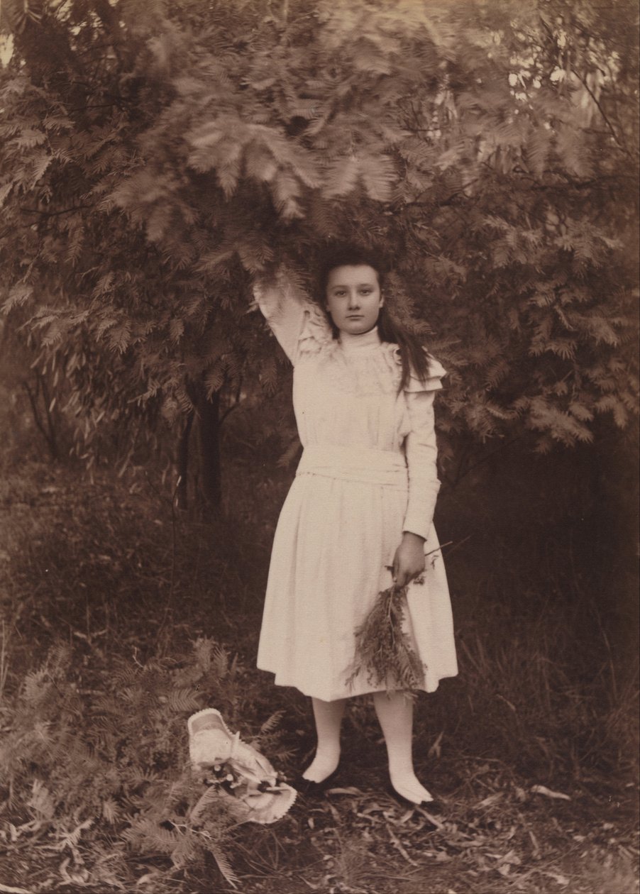 Silberakazie, Acacia dealbata von Archibald James Campbell