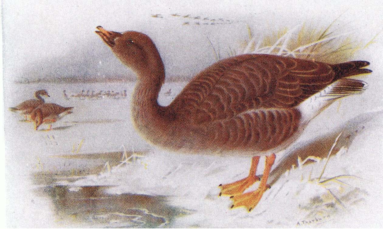 Saatgans von Archibald Thorburn