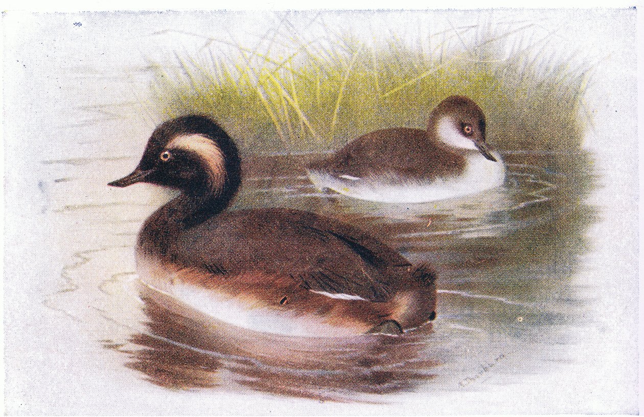 Schwarzhalstaucher von Archibald Thorburn